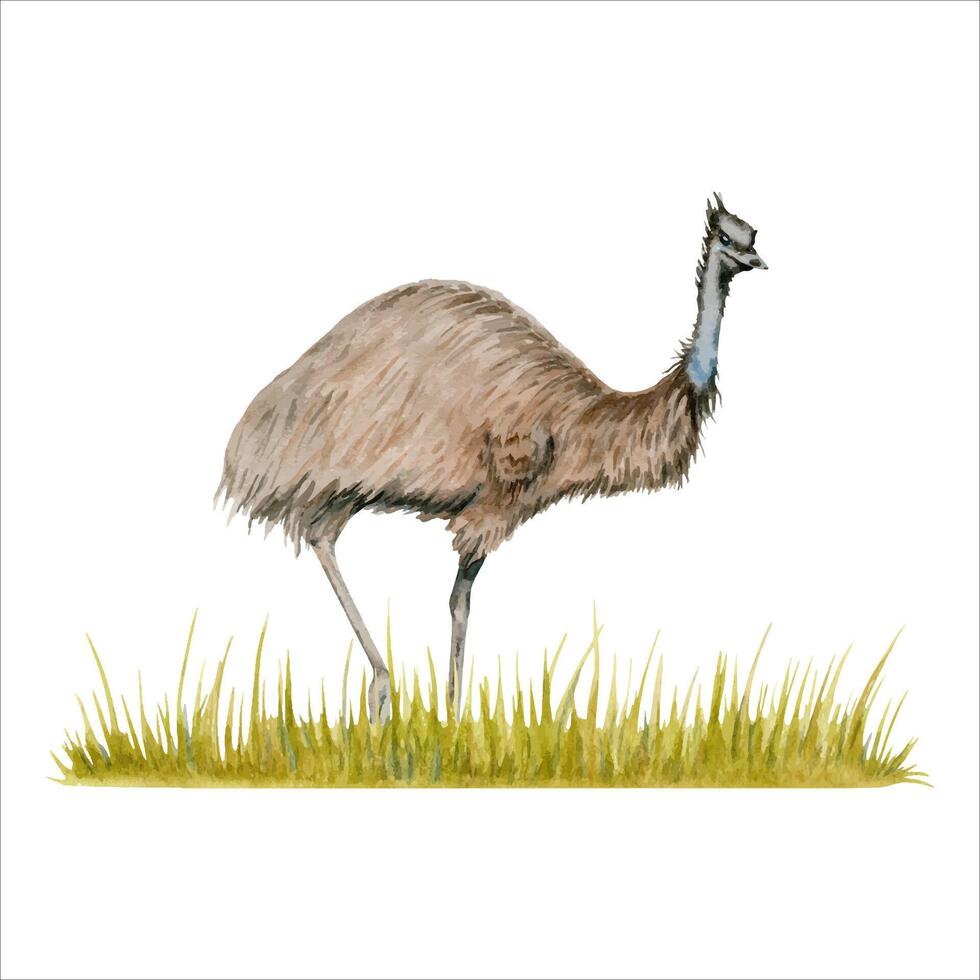 Emu Strauß auf ein Streifen von Gras Komposition. Aquarell Illustration isoliert auf Weiß Hintergrund. Hand gezeichnet australisch Tier zum Karten Entwürfe, Aufkleber und Drucke. einheimisch Tierwelt Vogel Gemälde vektor