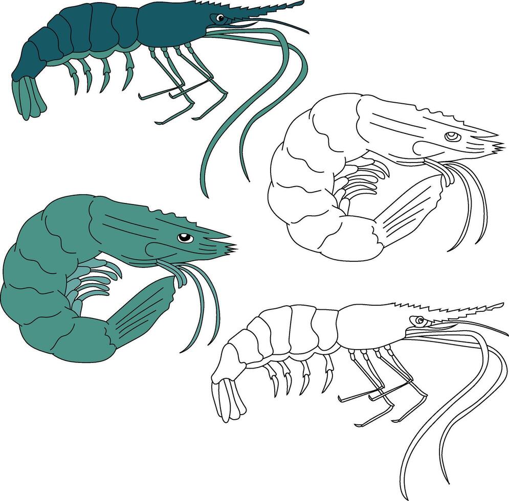 Garnele Clip Art. Wasser- Tier Clip Art zum Liebhaber von unter Wasser Meer Tiere, Marine Leben, und Meer Leben vektor