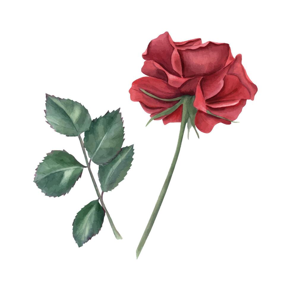 dunkel rot Rose und Grün Blatt Ast. Sommer- Garten Pflanze. romantisch tief Rubin Blume. dekorativ Element. Aquarell Illustration zum Hochzeit Anordnung, Braut- Dusche, Gruß Karte vektor