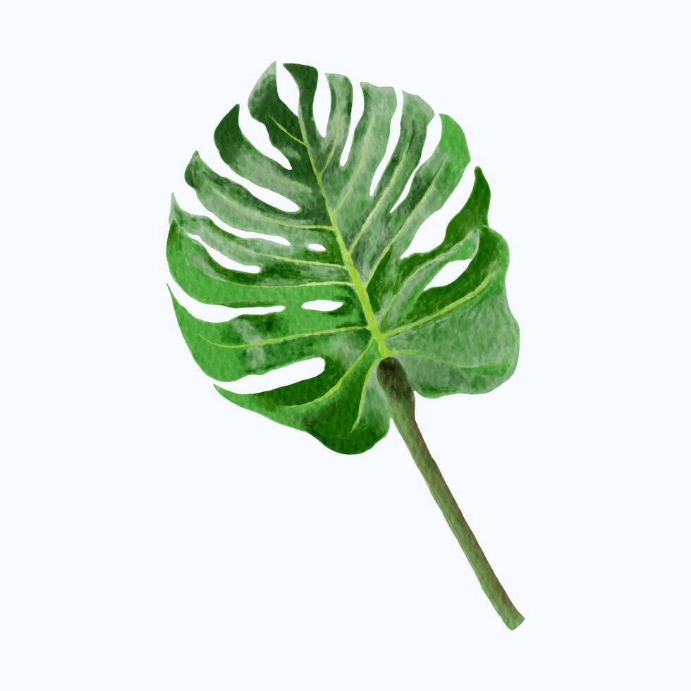 handgemalt Innen- Pflanze Illustration - - Monstera im Topf vektor