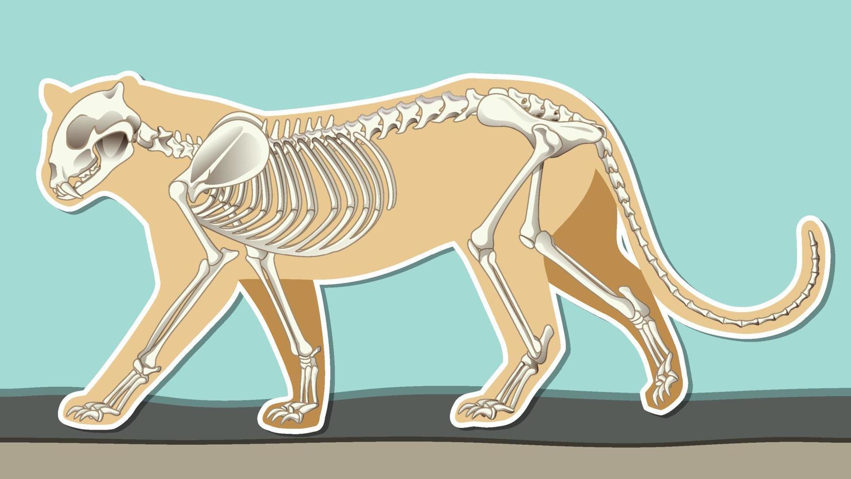 Thumbnail-Design mit Umriss des Leoparden und des Skeletts vektor