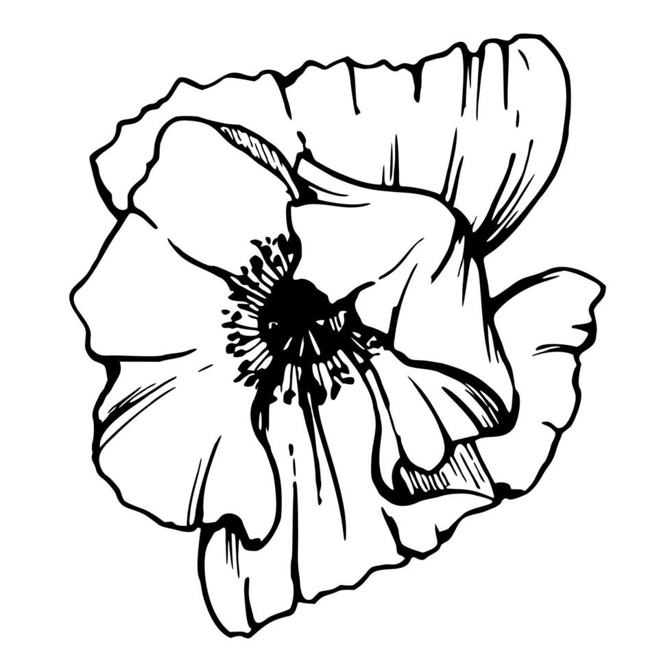 uppsättning av element med hand dragen pion vallmo blommor. isolerat på vit bakgrund. botanisk grafisk illustration. design för inbjudningar, bröllop, kärlek eller hälsning kort, papper, skriva ut, textil- vektor