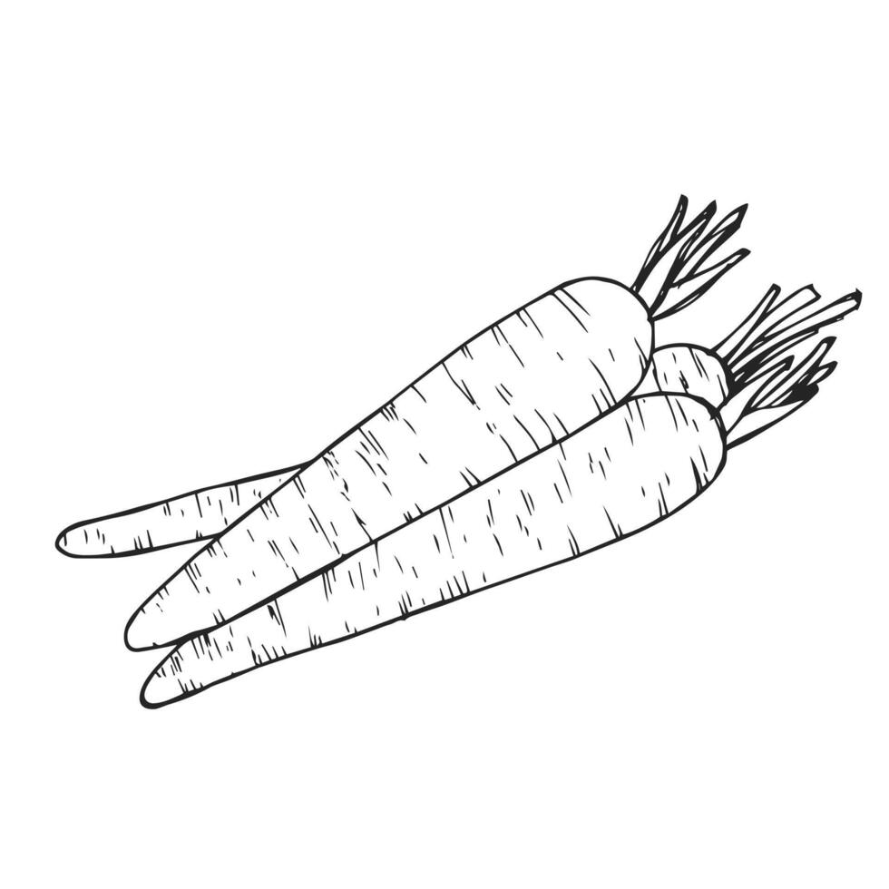 hand dragen uppsättning av morot. klotter skisser isolerat. årgång samling. linjär grafisk design. svart och vit bild av grönsaker. illustration. vektor