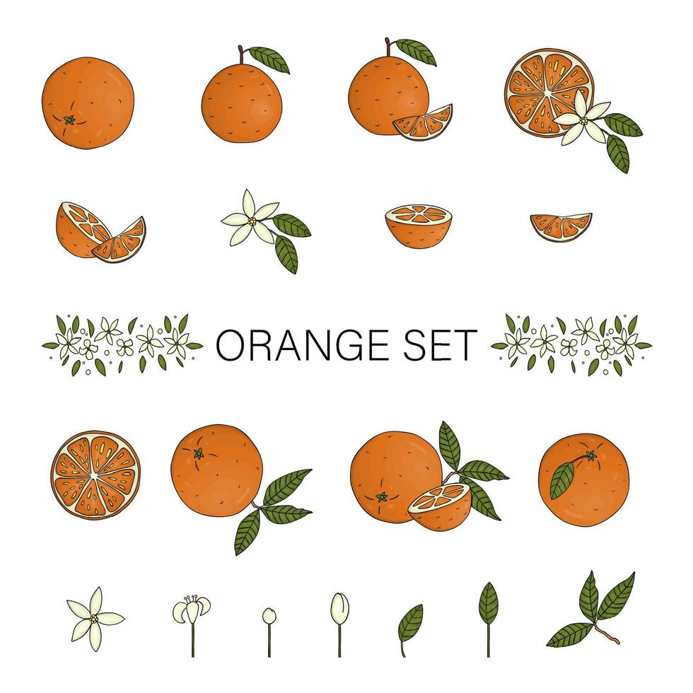 vektor färgad uppsättning apelsiner isolerad på vit bakgrund. färgstark samling av citrusfrukter, löv, blommor, kvistar. färsk mat illustration