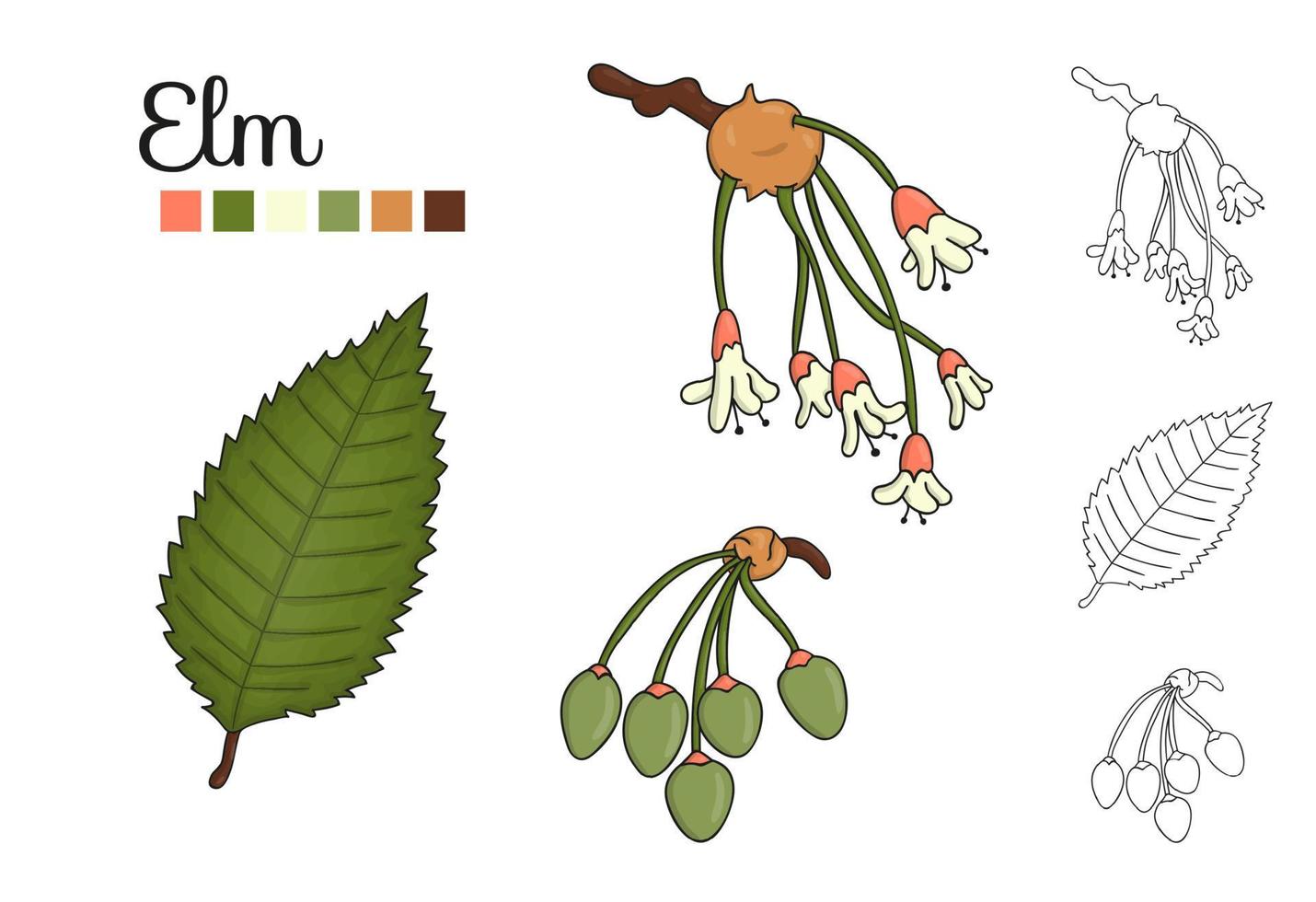 Vektor-Set von Ulmenelementen isoliert auf weißem Hintergrund. botanische Illustration von Ulmenblatt, Brunch, Blumen, Schlüsselfrüchten. Schwarz-Weiß-ClipArt vektor