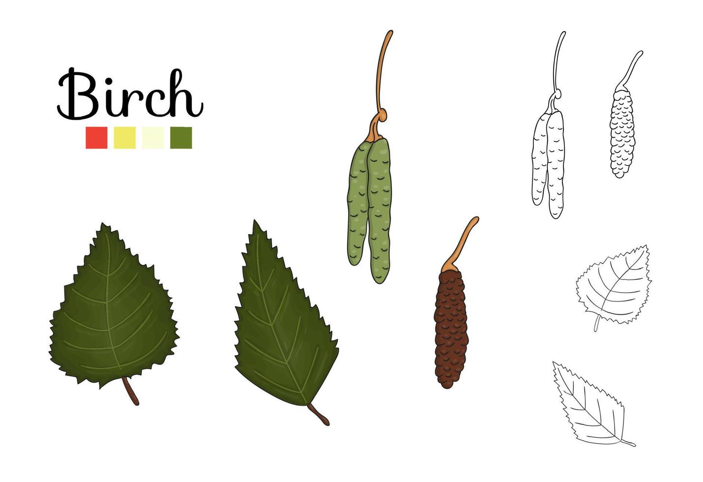 Vektor-Set von Birken-Baum-Elementen isoliert auf weißem Hintergrund. botanische Illustration von Birkenblatt, Brunch, Blumen, Früchten, Ament. Schwarz-Weiß-ClipArt. vektor