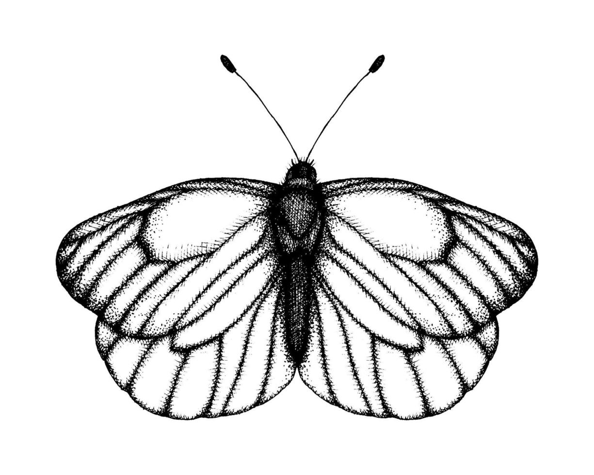 svart och vit vektorillustration av en fjäril. handritad insektsskiss. detaljerad grafisk ritning av svart ådrad vit i vintagestil. vektor