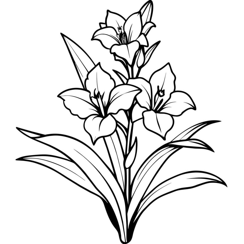 gladiolus blomma växt översikt illustration färg bok sida design, gladiolus blomma växt svart och vit linje konst teckning färg bok sidor för barn och vuxna vektor