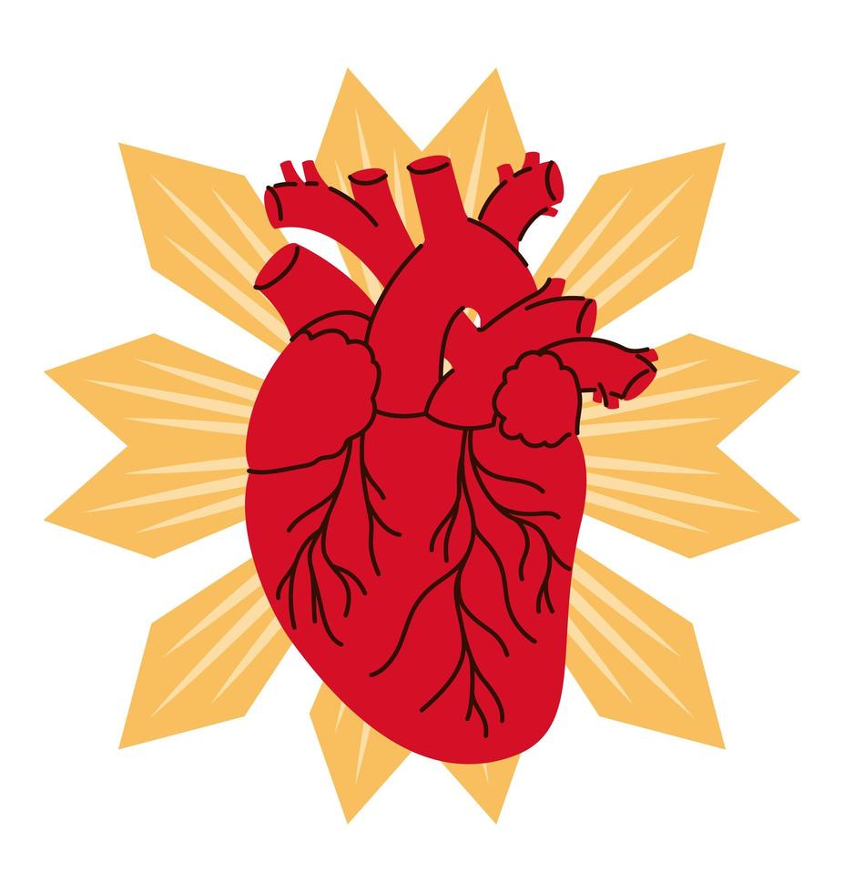 realistiskt hjärta med sunburst vektor