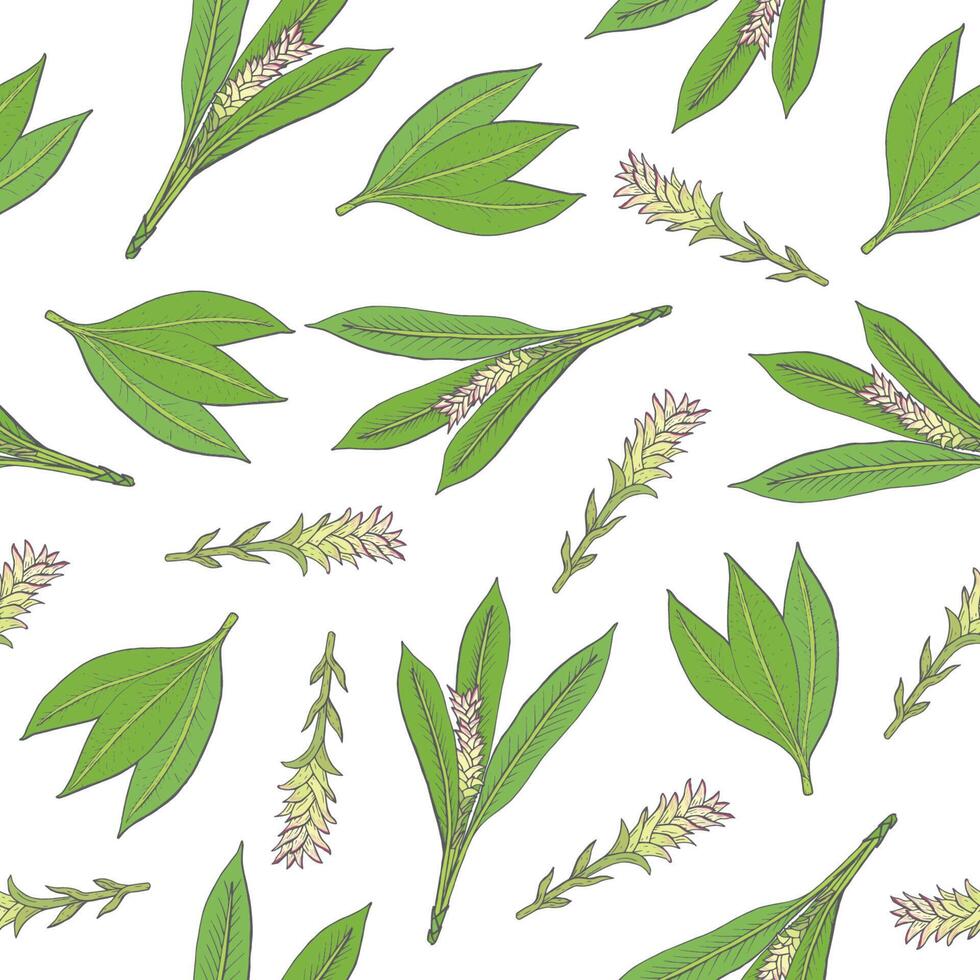 botanisk sömlös mönster med grön gurkmeja löv och blomställningar hand dragen på vit bakgrund. bakgrund med underbar medicinsk blommande växt. färgrik naturlig illustration. vektor