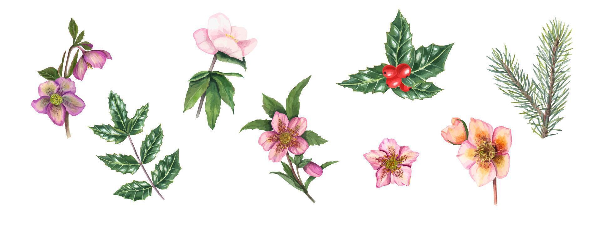 uppsättning av hellebores, gran grenar, järnek löv. gran, tall, vinter- blommor, grön löv. grön ilex löv med knippa av röd bär. vattenfärg illustration för affisch, textil- design, omslag. vektor