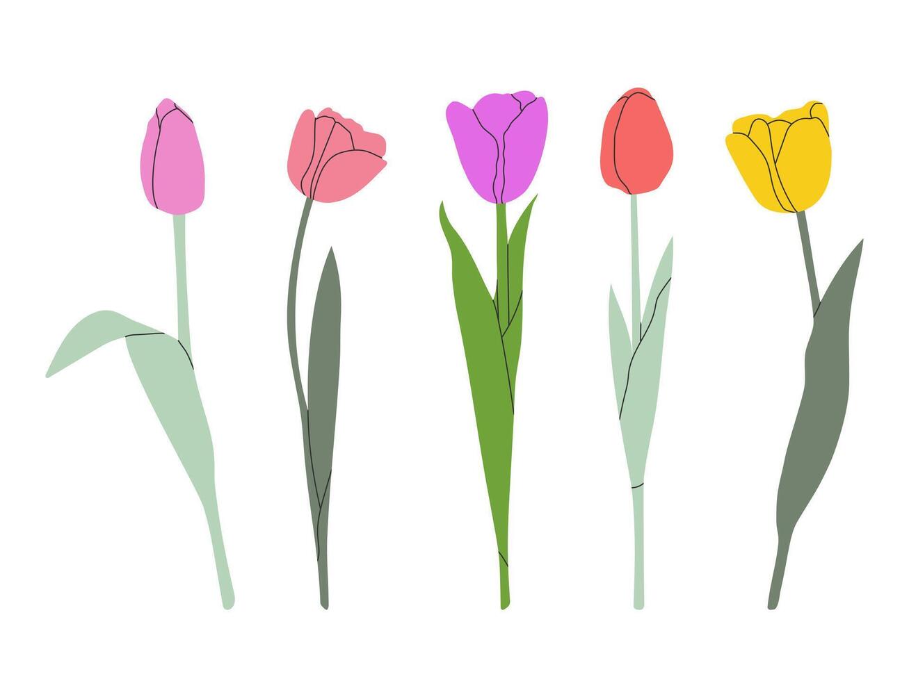 Tulpe Blume einstellen isoliert auf Weiß. Blume Sammlung mit Rosa, Gelb, rot und violett blüht. einfach eben Design. vektor