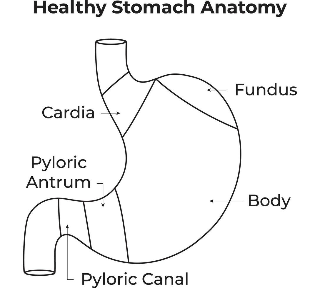 gesund Bauch Anatomie Wissenschaft Design vektor