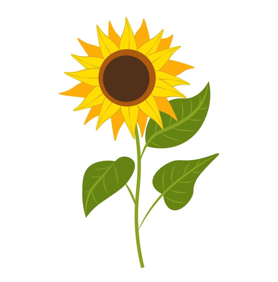 Sonnenblume auf Weiß Hintergrund. vektor