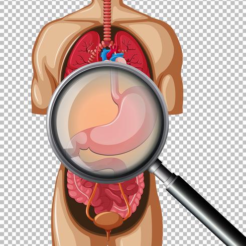 En mänsklig mage på genomskinlig bakgrund vektor