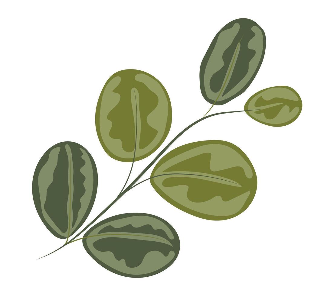 grön eukalyptus löv på kvist i platt design. dekorativ träd lövverk. illustration isolerat. vektor