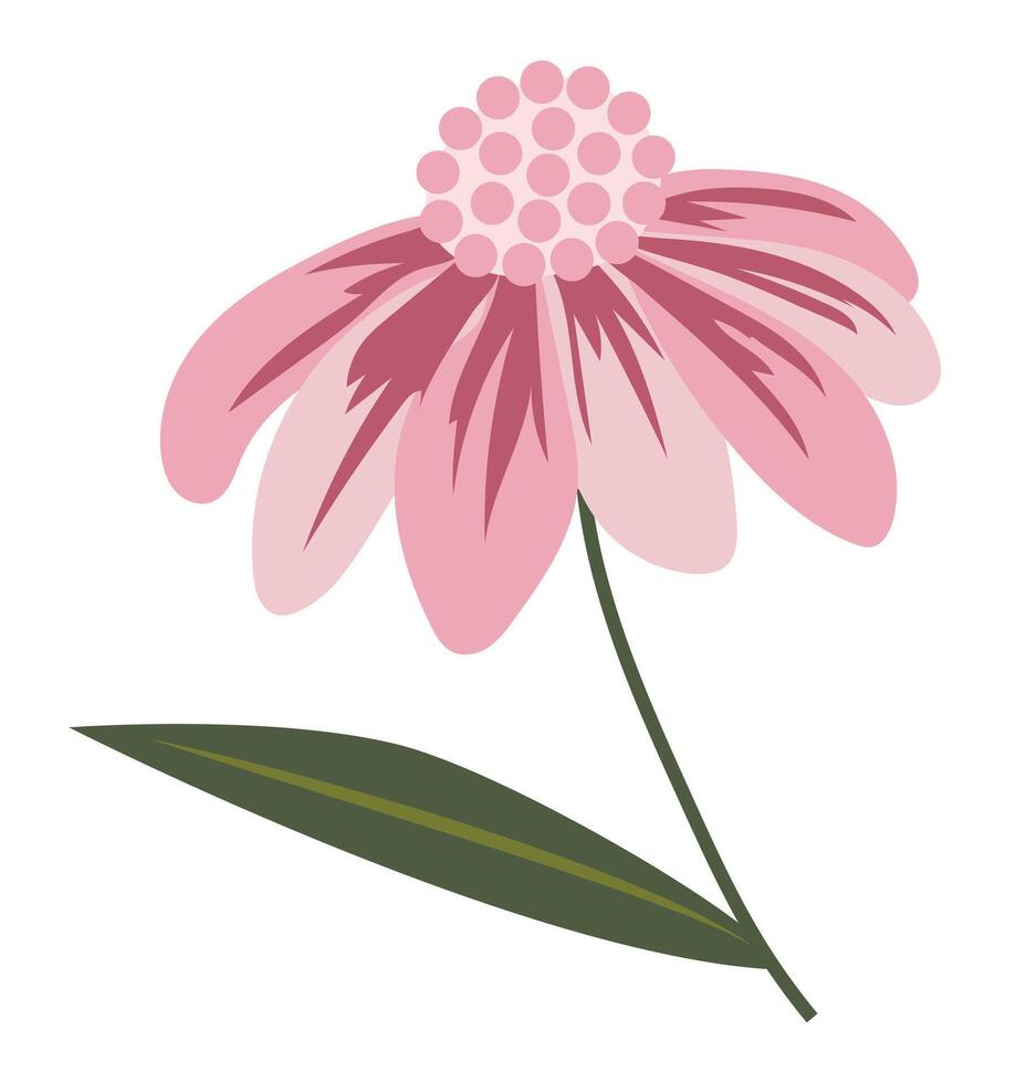 abstrakt Rosa Gänseblümchen im eben Design. Echinacea blühen Zweig mit Blatt. Illustration isoliert. vektor