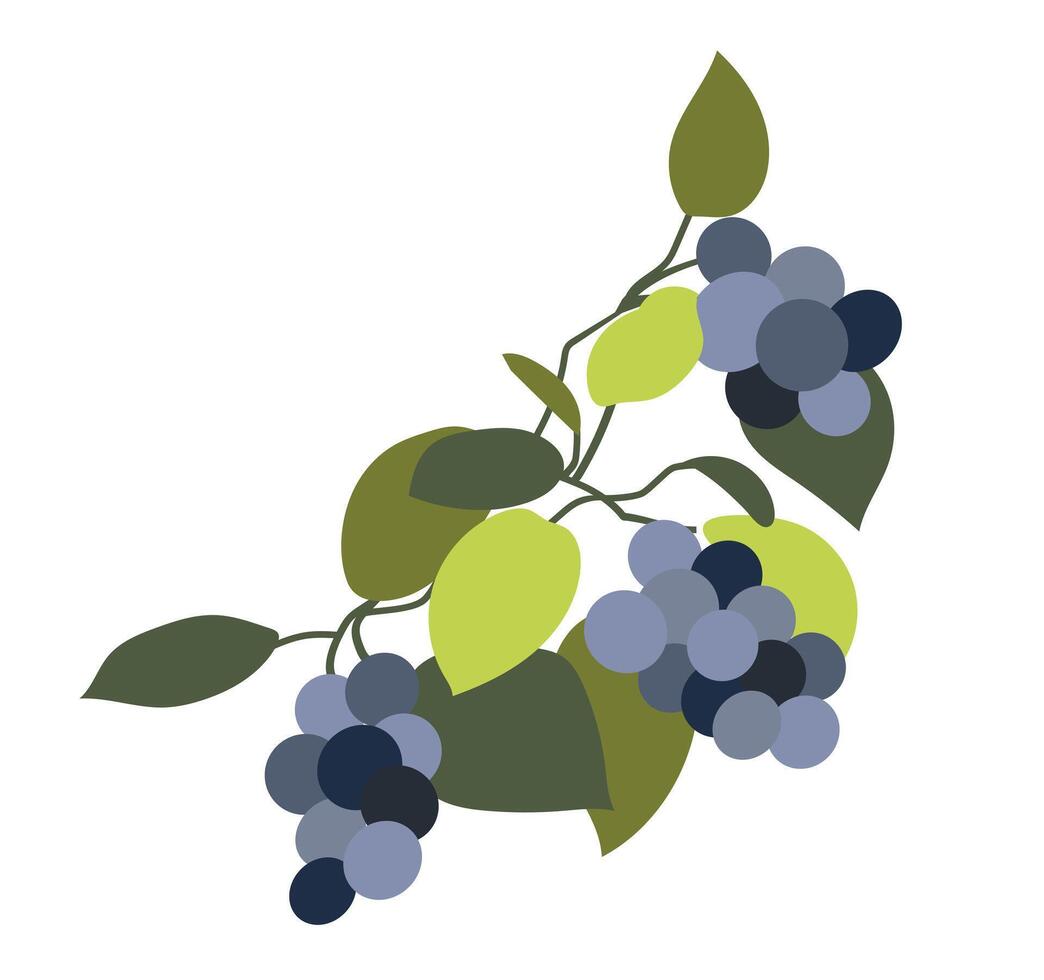 Blau Trauben auf Ast im eben Design. Weinberg Beeren mit Grün Blätter. Illustration isoliert. vektor