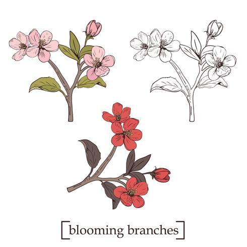 Blommande träd. Ange samling. Handdragen botaniska blommar grenar på vit bakgrund. Vektor illustration
