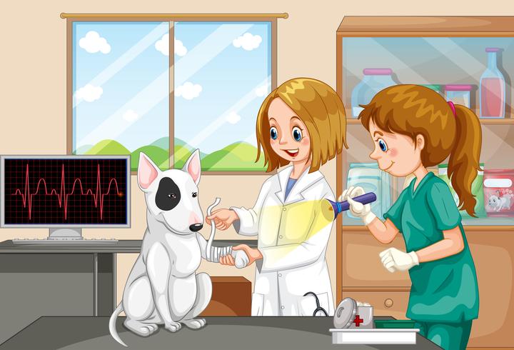 Tierarzt Doktor und Krankenschwester, die einem Hund helfen vektor