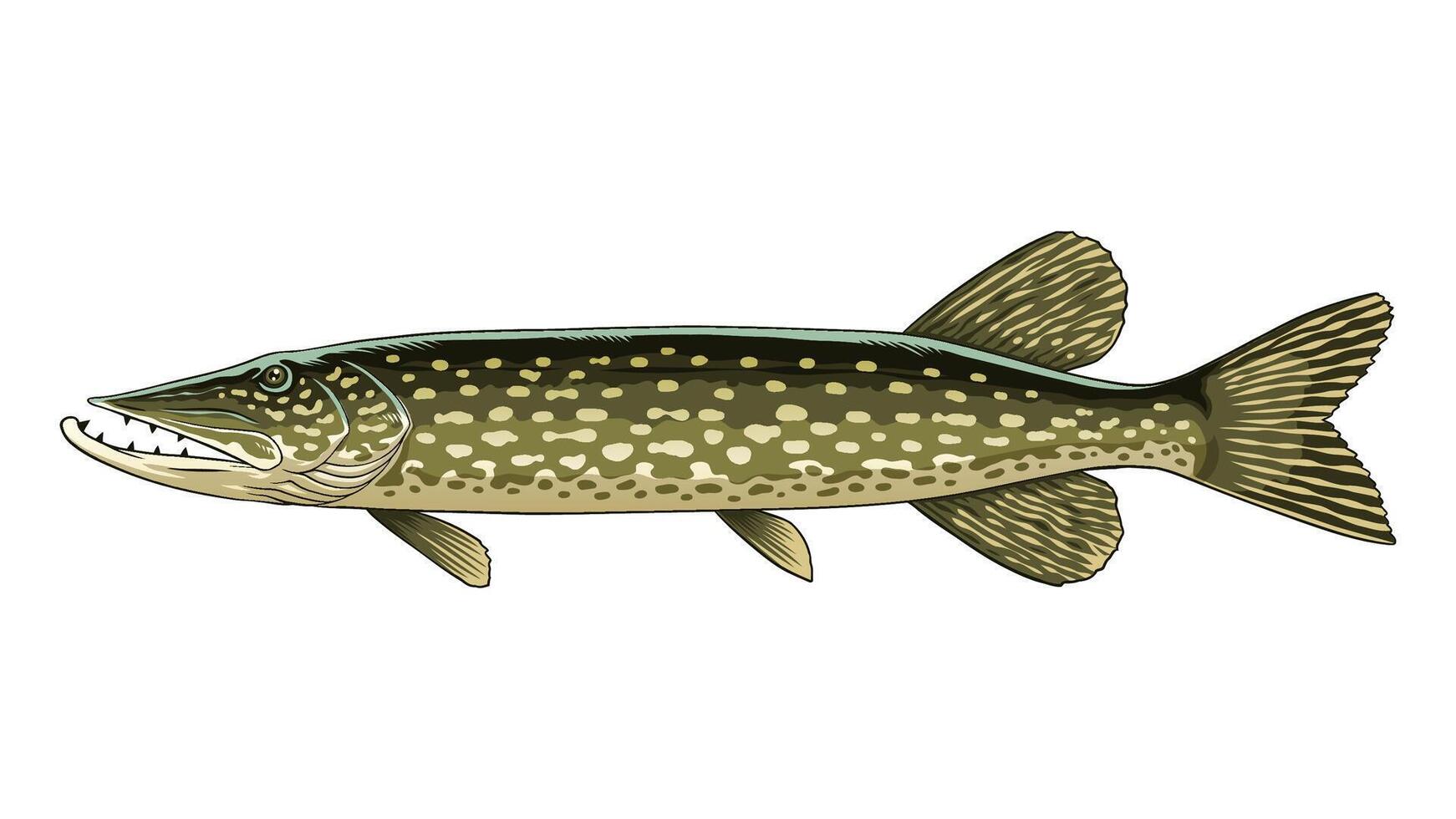 Pike Fisch Hand gezeichnet Illustration vektor