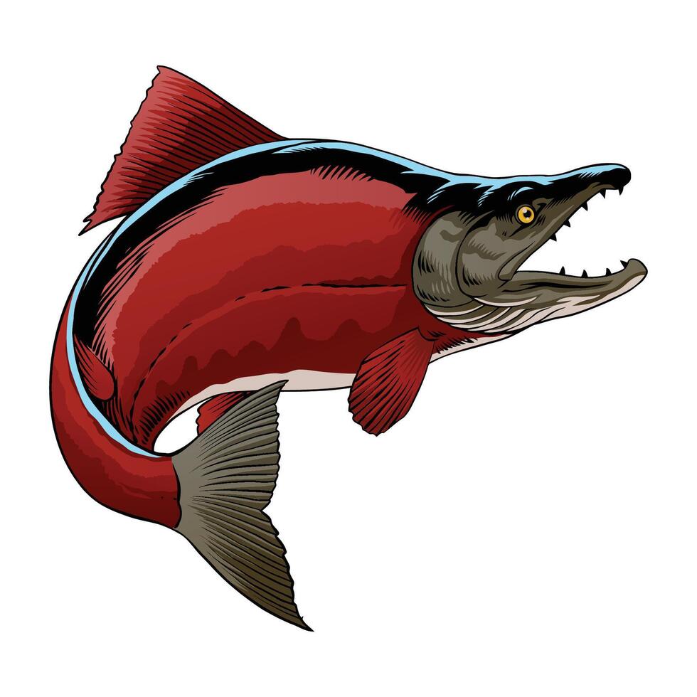 Hand gezeichnet Illustration von Sockeye Lachs Fisch vektor