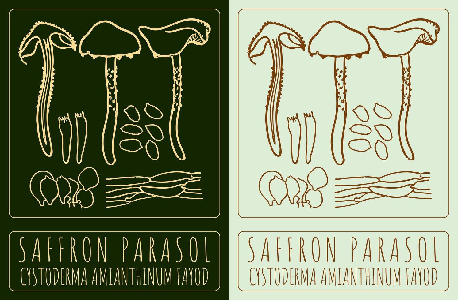 Zeichnung Safran Sonnenschirm. Hand gezeichnet Illustration. das Latein Name ist Zystodermie amianthinum fajod. vektor