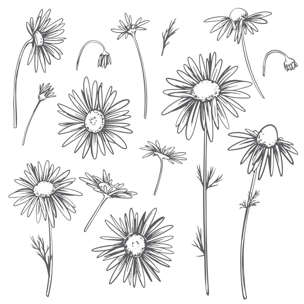 Kamille Blumen Satz. linear Illustration isoliert auf Weiß Hintergrund. Linie Kunst, Gravur Stil. medizinisch Anlage, Zutat im Kräuter- Tee und natürlich Kosmetika. vektor