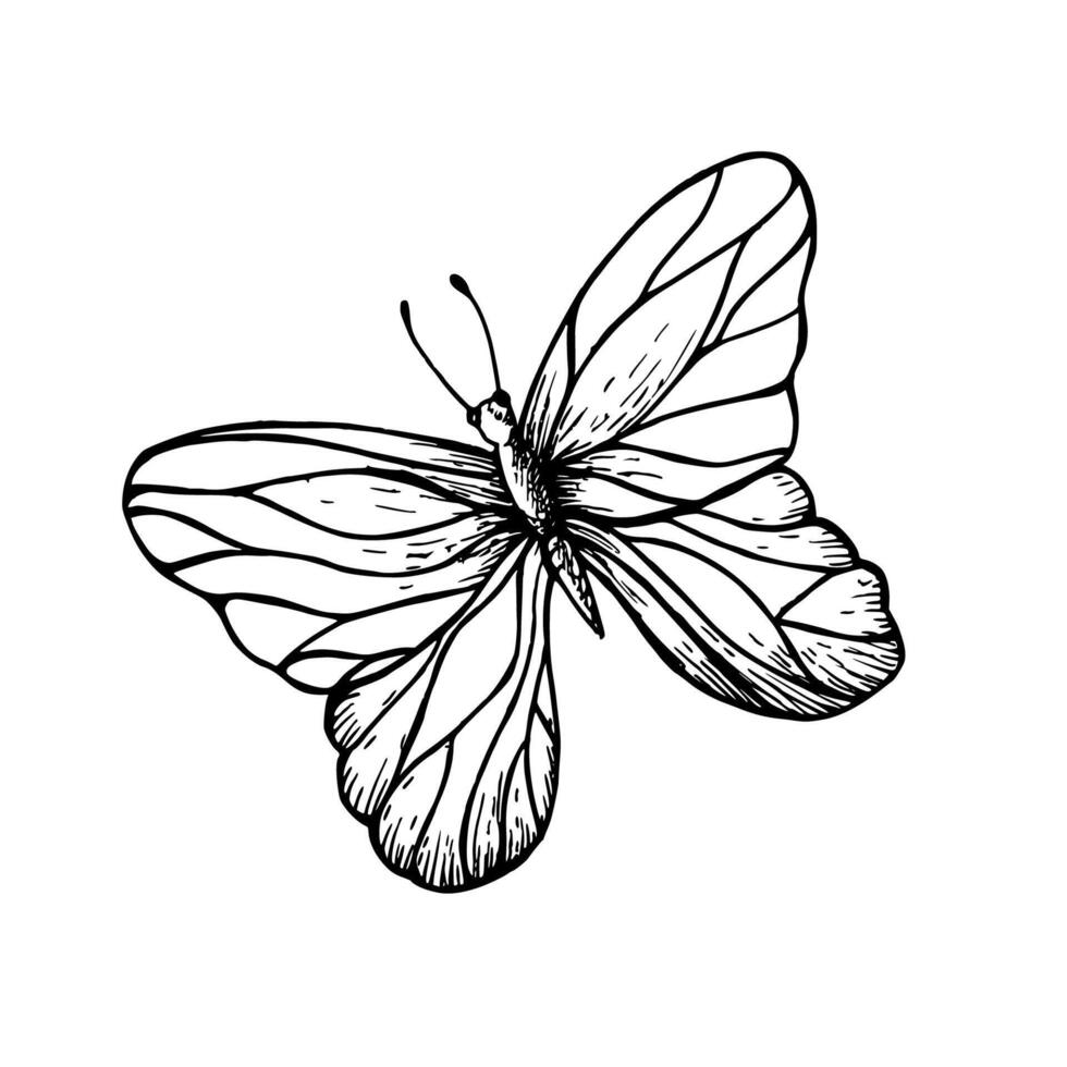 Schmetterling. Hand gemalt linear Insekt. Grafik Clip Art isoliert auf Hintergrund. botanisch und Hochzeit Illustration. zum Designer, Einladungen, Dekoration, Postkarten, Verpackung Papier vektor