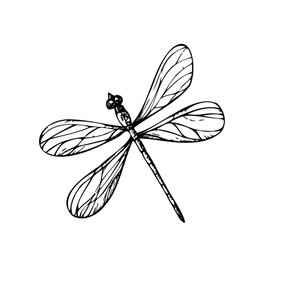 süß Libelle. Hand gemalt linear Insekten. Grafik Clip Art isoliert auf Hintergrund. botanisch und Hochzeit Illustration. zum Designer, Einladungen, Dekoration, Postkarten, Verpackung Papier vektor