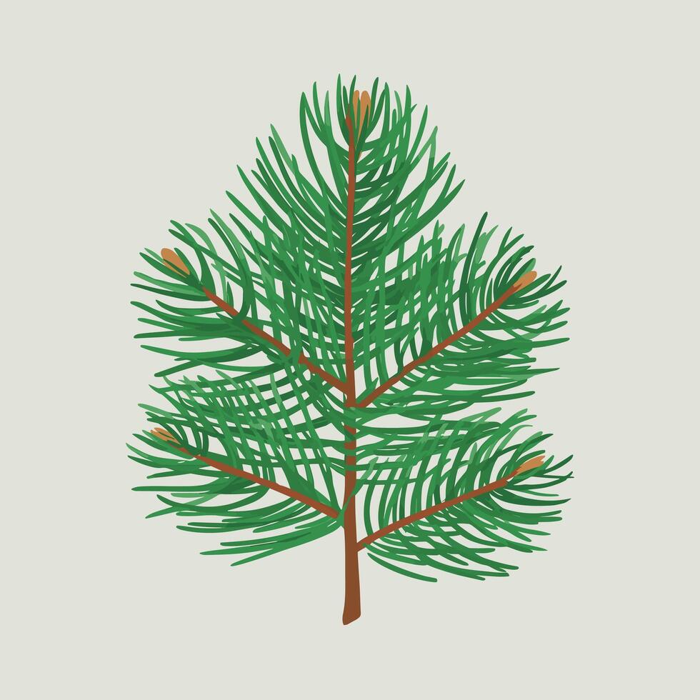 grön jul tall träd gren. isolerat på vit illustration vektor