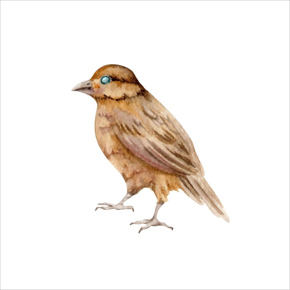 klein Gelb Vogel. Jahrgang Gemälde von ein Tier. Hand gezeichnet Aquarell Illustration isoliert auf Weiß Hintergrund. Design Element zum natürlich Muster, Tierwelt Karten, Veranstaltung Einladungen und Muster vektor