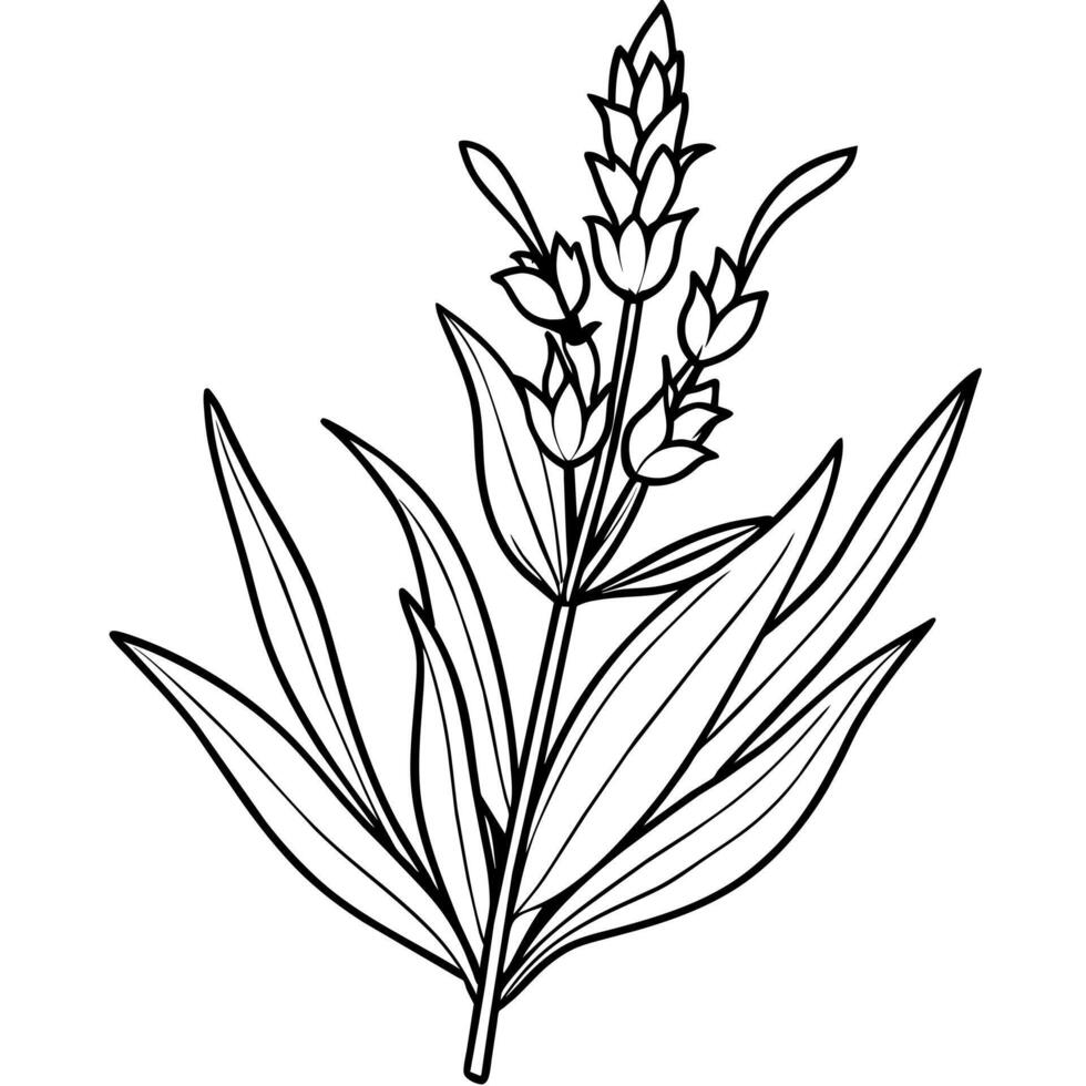 lavendel- blomma översikt illustration färg bok sida design, lavendel- svart och vit linje konst teckning färg bok sidor för barn och vuxna vektor