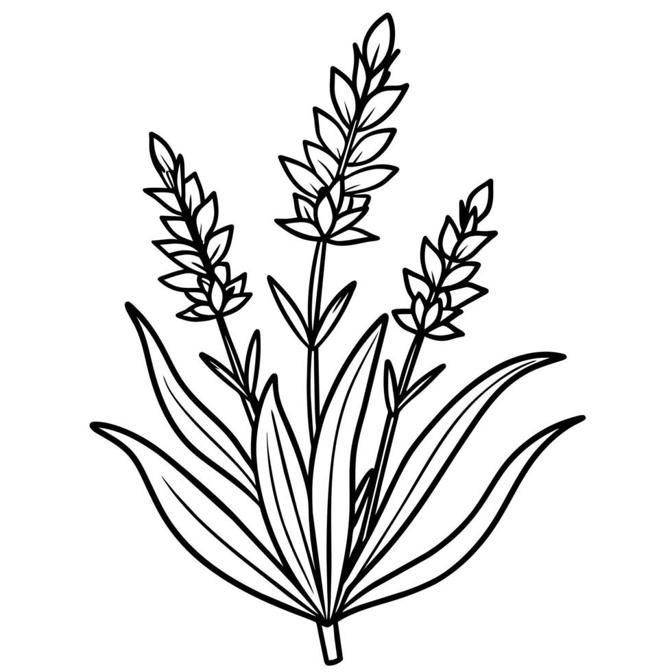 lavendel- blomma översikt illustration färg bok sida design, lavendel- svart och vit linje konst teckning färg bok sidor för barn och vuxna vektor