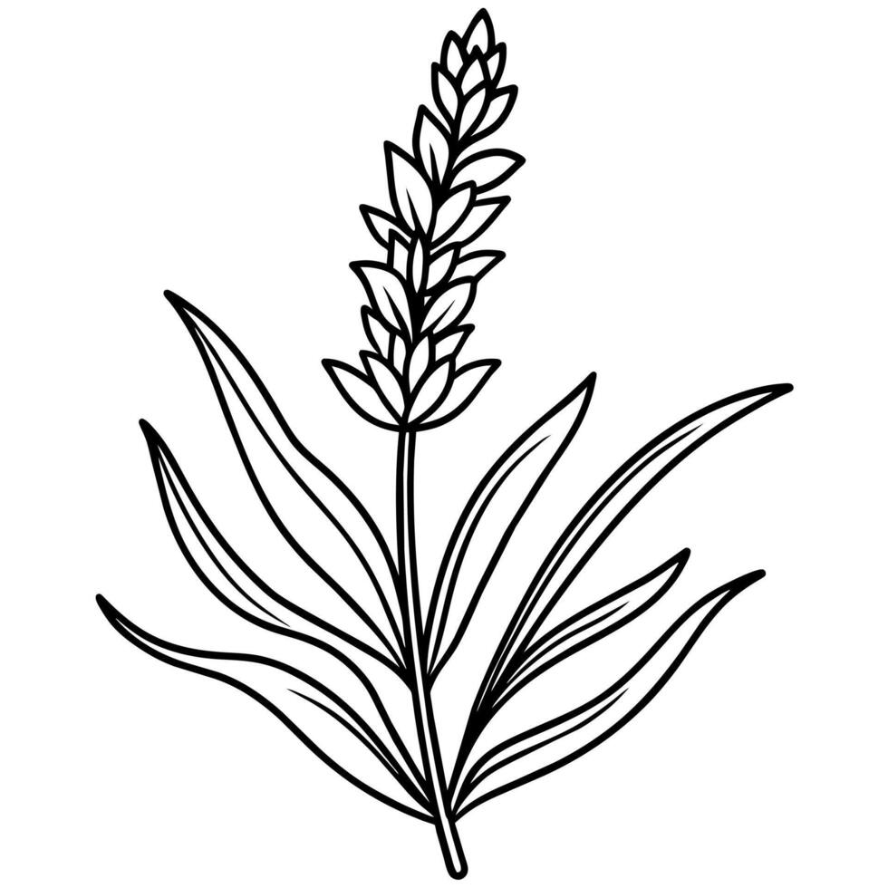 Lavendel Blume Gliederung Illustration Färbung Buch Seite Design, Lavendel schwarz und Weiß Linie Kunst Zeichnung Färbung Buch Seiten zum Kinder und Erwachsene vektor