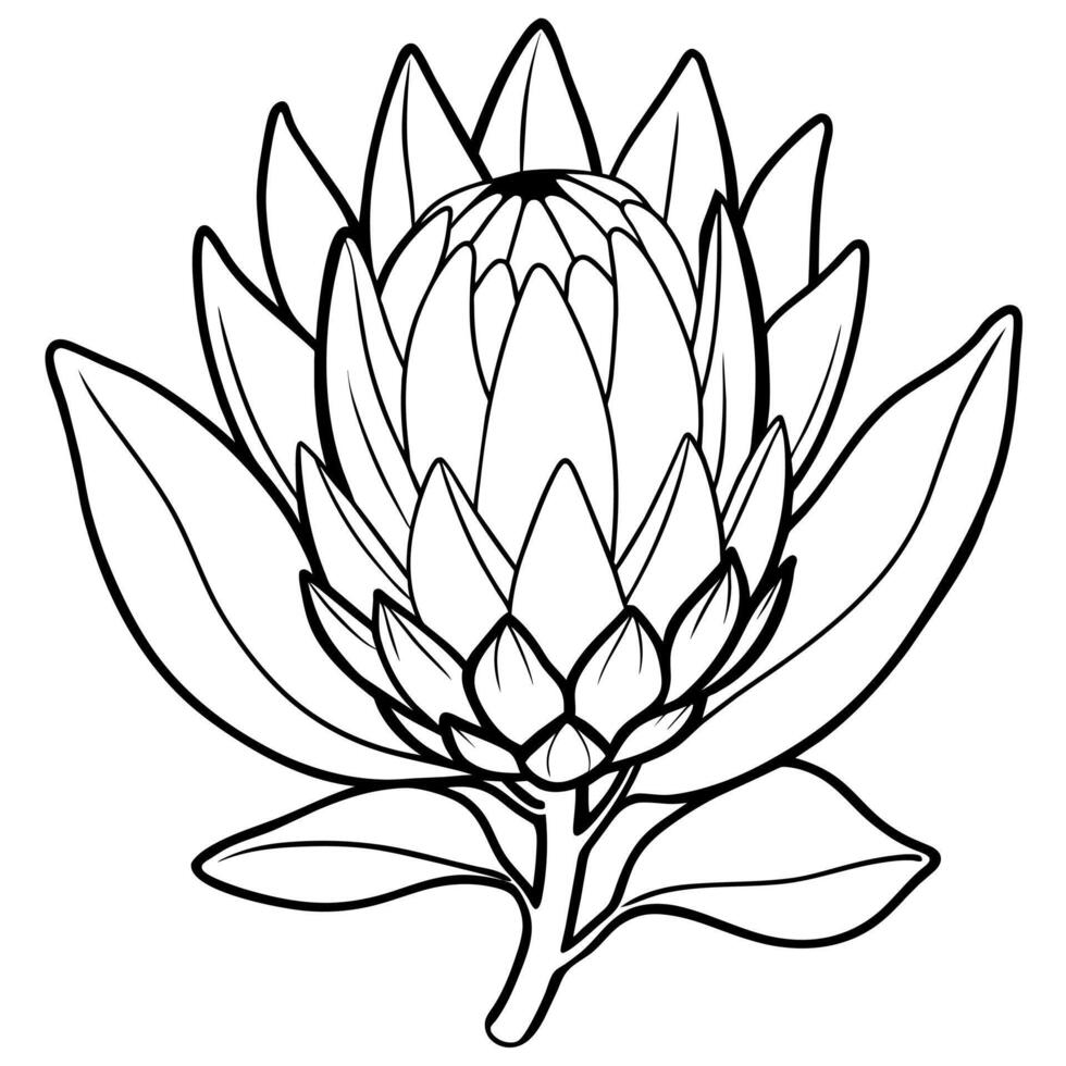 Protea Blume Gliederung Illustration Färbung Buch Seite Design, Protea Blume schwarz und Weiß Linie Kunst Zeichnung Färbung Buch Seiten zum Kinder und Erwachsene vektor