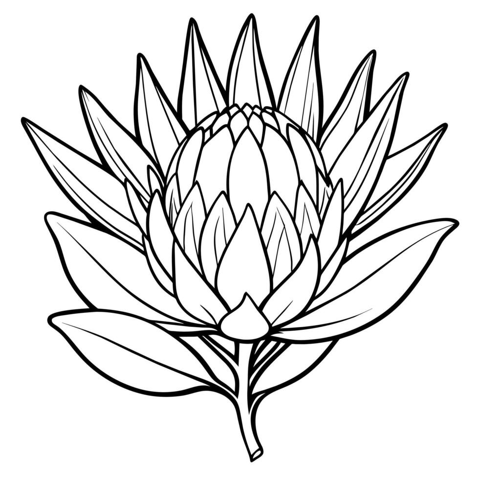 Protea Blume Gliederung Illustration Färbung Buch Seite Design, Protea Blume schwarz und Weiß Linie Kunst Zeichnung Färbung Buch Seiten zum Kinder und Erwachsene vektor