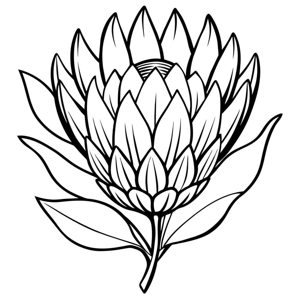 protea blomma översikt illustration färg bok sida design, protea blomma svart och vit linje konst teckning färg bok sidor för barn och vuxna vektor