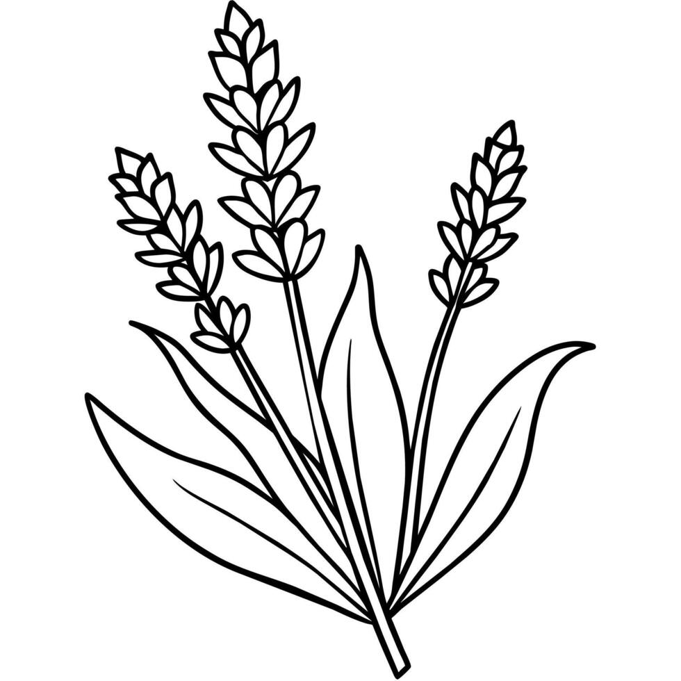 lavendel- blomma översikt illustration färg bok sida design, lavendel- svart och vit linje konst teckning färg bok sidor för barn och vuxna vektor