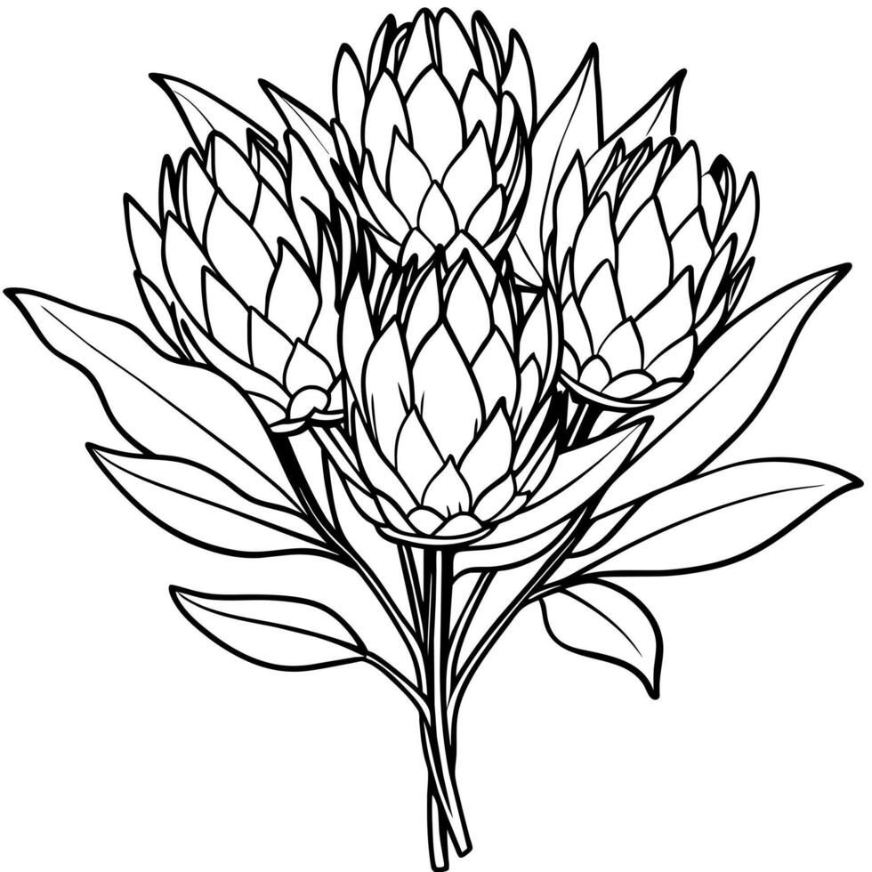 Protea Blume Gliederung Illustration Färbung Buch Seite Design, Protea Blume schwarz und Weiß Linie Kunst Zeichnung Färbung Buch Seiten zum Kinder und Erwachsene vektor