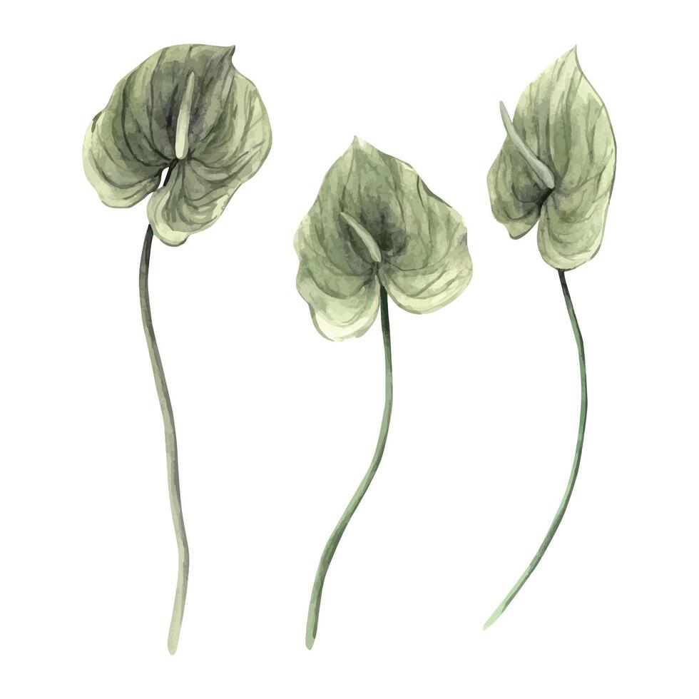 uppsättning av realistisk tropisk grön anthurium blommor. vattenfärg illustration, hand dragen på isolerat bakgrund. botanisk illustration för design av inbjudningar, kort, bröllop och högtider. vektor