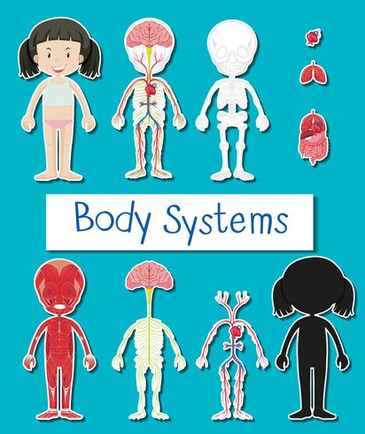 Diagramm, das verschiedene Körpersysteme des menschlichen Mädchens zeigt vektor