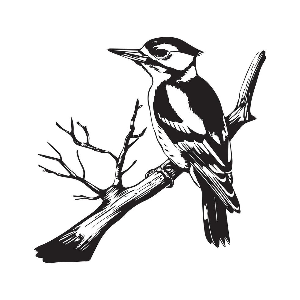 schwarz und Weiß Bachstelze Vogel auf Weiß Hintergrund vektor