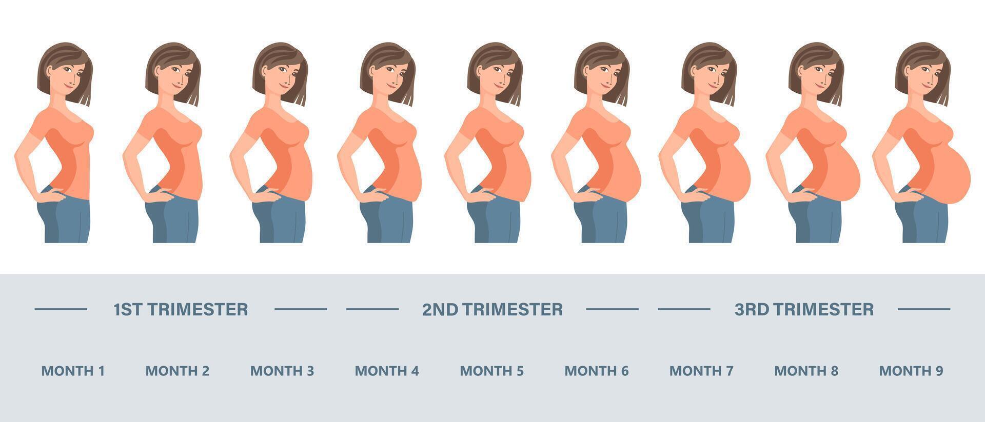 ung gravid kvinna uppsättning. foster- tillväxt på annorlunda stadier av graviditet, en gång i månaden period vektor