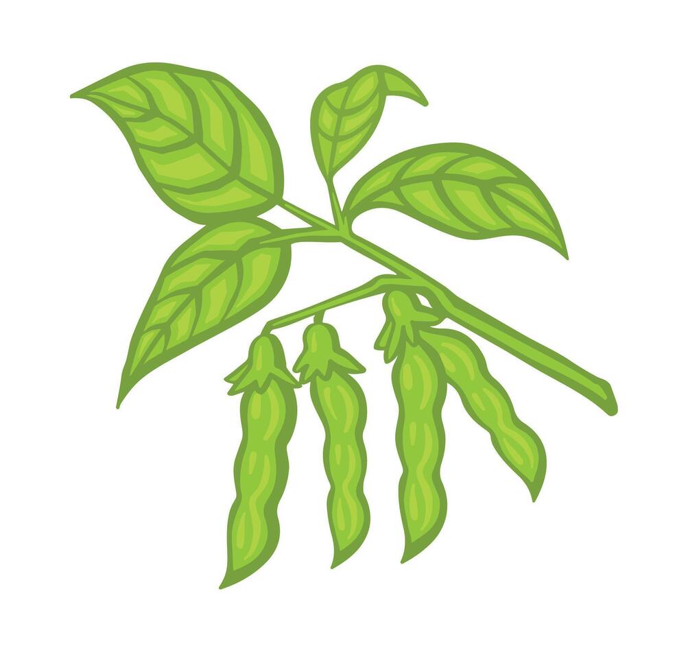 gren av sojaböna eller ärta, böna med löv och skida tecknad serie stil illustration. vektor