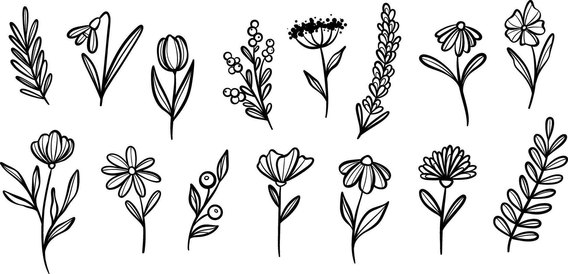 växt illustration uppsättning, blomma doodles, botanisk klämma konst uppsättning, isolerat vektor