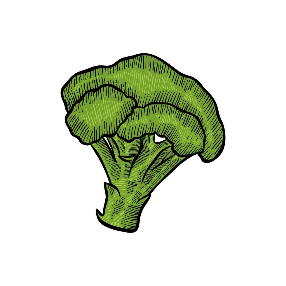 Illustration von Grün Brokkoli mit Farbe vektor