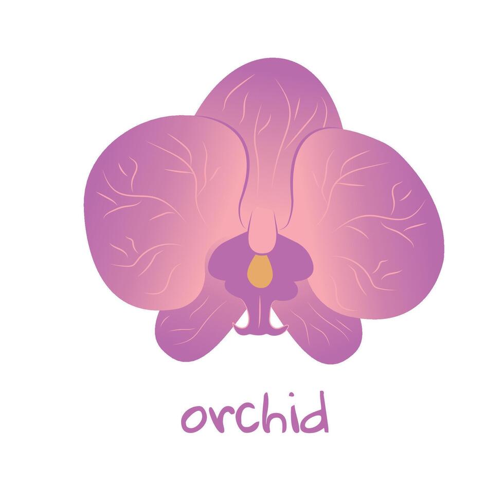 orkide illustration. vibrerande tropisk blomma. realistisk botanisk hand dragen målning isolerat på vit bakgrund. tecknad serie design för affisch, ikon, kort, logotyp, märka, baner, klistermärke. vektor