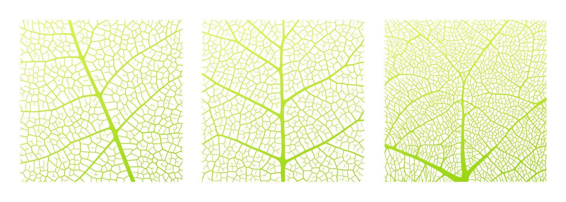Blatt Vene Textur abstrakt Hintergrund mit schließen oben Pflanze Blatt Zellen Ornament Textur Muster. vektor