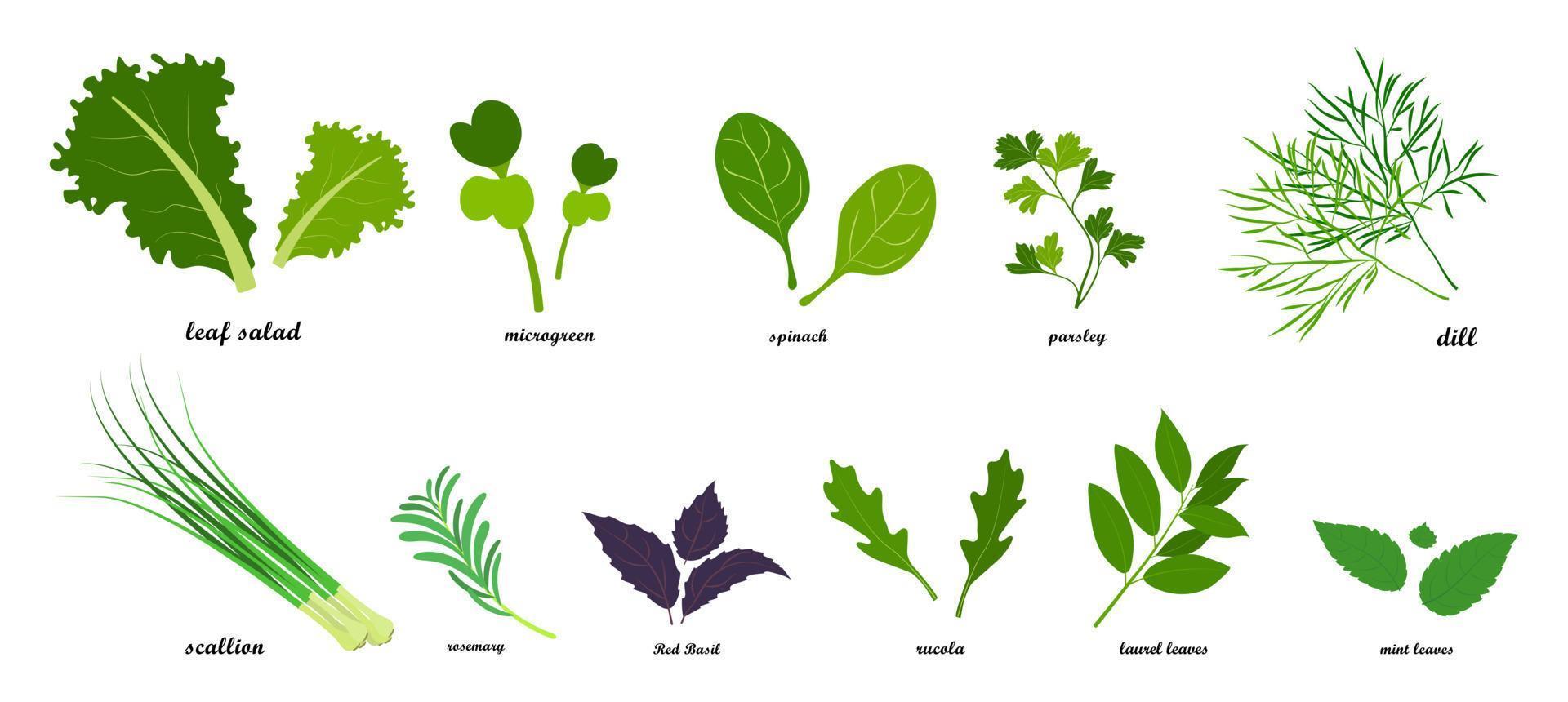 uppsättning av färska gröna bladgrönsaker, infographics vektor